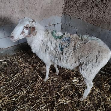 8 зубов. матка 24 тыс .торг есть.бооз.котная