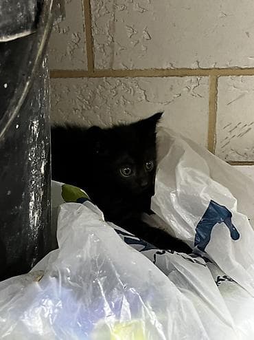 Үй жаныбарлары: 🐱 Отдам котят в добрые и заботливые руки! Котятам больше месяца. Они — 1
