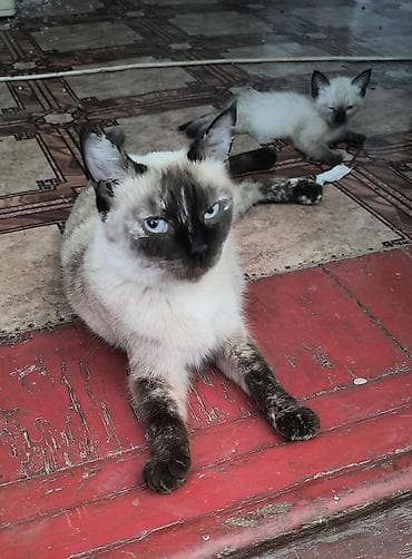 котята ош: Тайская, 1 месяц, Мальчик — 1
