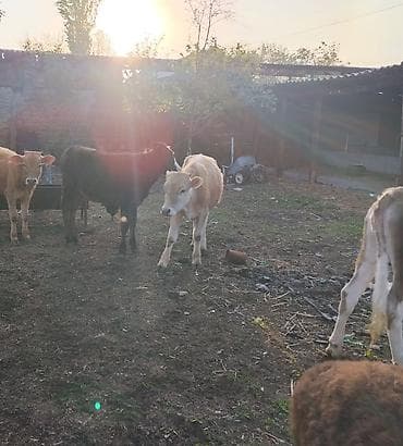 кой сойом: Продаю | Музоо, торпок | Полукровка | На откорм — 4