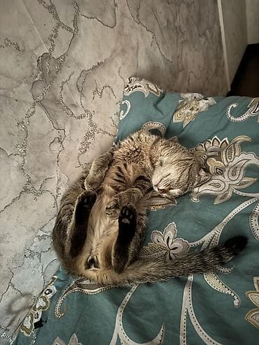 мышык берем: Шотландская вислоухая кошка (Скоттиш-фолд) Кошечку зовут Мия, она — 3