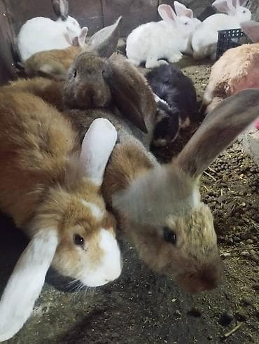 Продаю | Крольчата | Для разведения | Племенные at lalafo.kg Продаю | Крольчата | Для разведения | Племенные