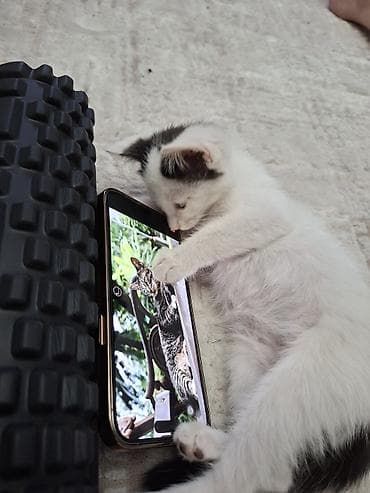 Үй жаныбарлары: Котёнок, приученный к лотку - Возраст: котёнок (маленький) - Окрас — 4