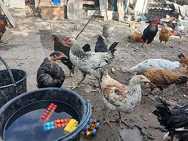куры живые: Продаю | Куры | Домашняя | Для разведения — 3