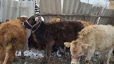 животные для дома: Продаю | Тёлка | На откорм | Нетель — 6