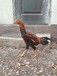 продажа щенков русского спаниеля: Продаю | Куры — 1