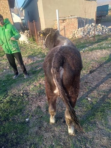 быки на племя: Продаю | Бык (самец) | Полукровка | На откорм | Привязанные — 4