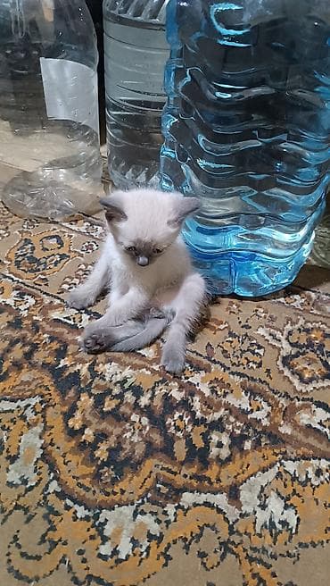большие кошки: Котята с колор‑пойнт окраcом - Описание: на фото помёт котят — 2