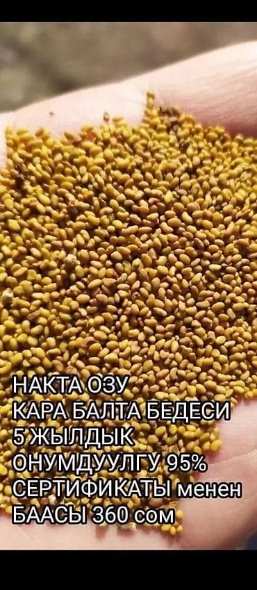 мед бал: Семена люсерна. с гарантией кому надо — 2