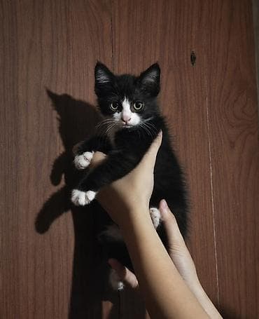 кошки джалал абад: Отдаем в добрые, ответственные, хорошие руки! Двух девочек, котята — 4