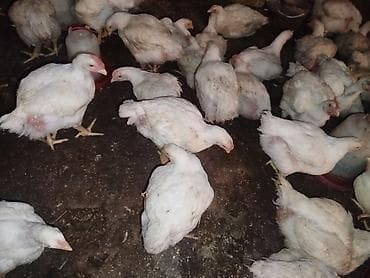 котята простые: Продаю | Цыплята | Арбор айкрес | На забой — 5