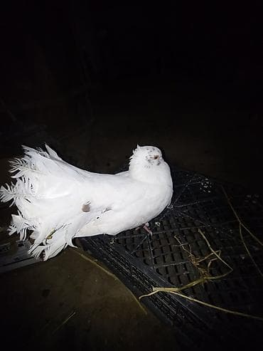 пепельный фазан: Павлиньи голуби, декоративная порода. Описание: - Окрас — 3