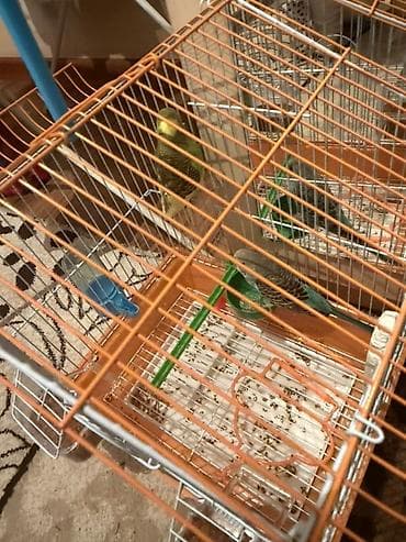 Птицы: Продаются два попугая и Клетка для волнистых попугаев с полным набором — 2