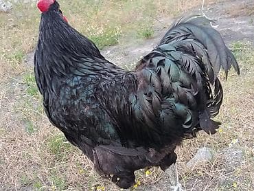 корозия: Продаю | Петух | Для разведения — 3