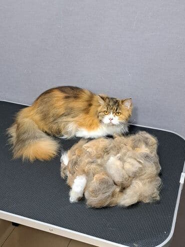 арабский конь: Груминг кошек. Вычес, стрижка, купание

находимся в центре города — 6