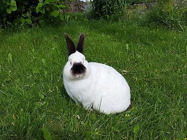 Кролик (питомец) - Окрас: белый с контрастными тёмными ушами, носом и