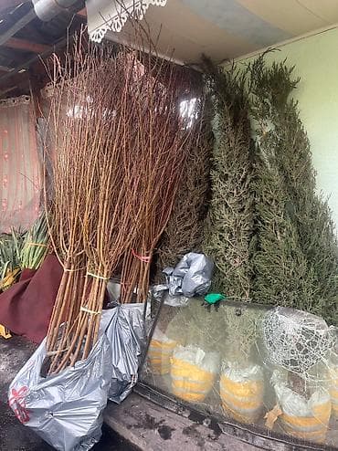 саженцы плодовых деревьев бишкек: Саженцы Оптом и В Розницу все виды — 1