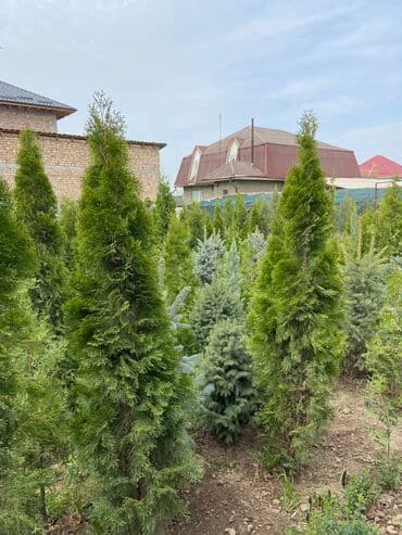 автоматический секатор для обрезки деревьев: Продаются туи разных сортов 🌲 -От 120 до 220см -Цены варьируются в — 2