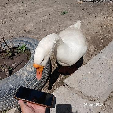 бука бык: Продаётся стая гусей породы мамуты в количестве 9 штук: 8 гусынь и 1 — 4