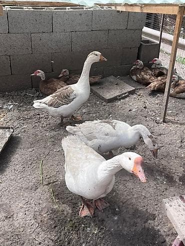 пл: Домашняя птица: гуси и индоутки (мускусные утки) - Породы/вид: белые — 1