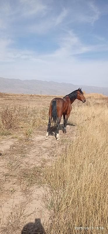 Продаю | Жеребец | Рабочий at lalafo.kg Продаю | Жеребец | Рабочий