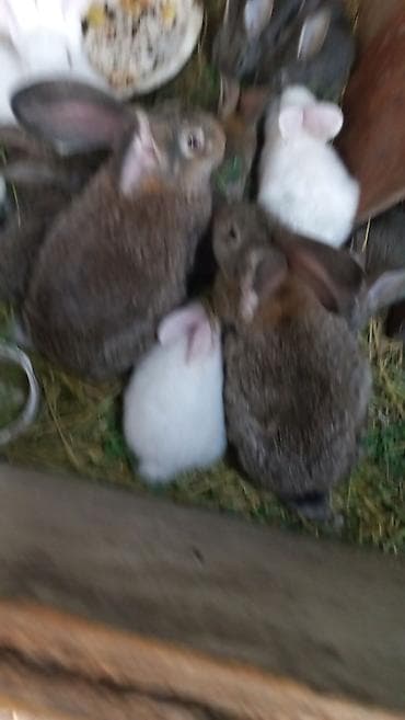 разведение рыб: Продаю | Крольчата | Фландр | Для разведения — 6