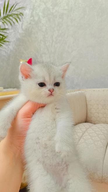 кошка шиншилла: Выставляется на продажу чистокровная шотландская девочка-страйт — 1