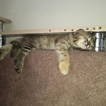 котята даром: Кошка даром: Беспородная, 2 месяца, Девочка — 3
