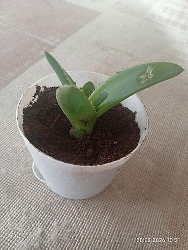 жун жууркан: Алоэ вера (молодое растение) в пластиковом горшке с поддоном. - — 1