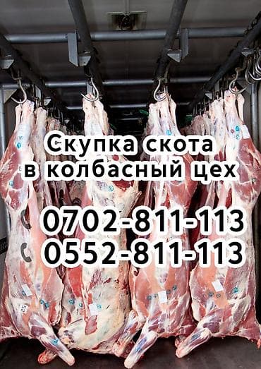 купить барана: Колбасный цех : Бараны, овцы, Коровы, быки, Лошади, кони, | Любое состояние, Забитый, На откорм — 1