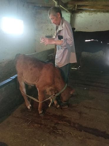 торпок телка: Продаю | Тёлка | На откорм | Привязанные — 2