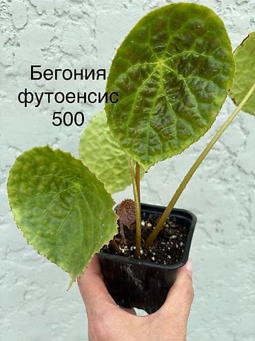 розы 101: Продаю бегонии. Цены 300-600 сом
Район восточ. А/В или рядом с ГУМом — 10