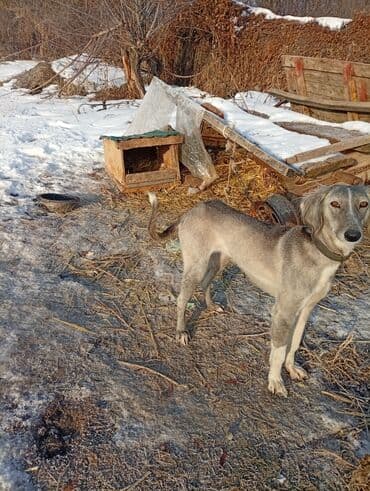 козу сатам: Ит бекер берилет: Тайган, 1 жаш, Ургаачы — 2