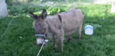 карлик сибрайт: Осёл (мини/средний рост) для хозяйства и прогулок. ОБМЕН ЕСТЬ САМА — 3