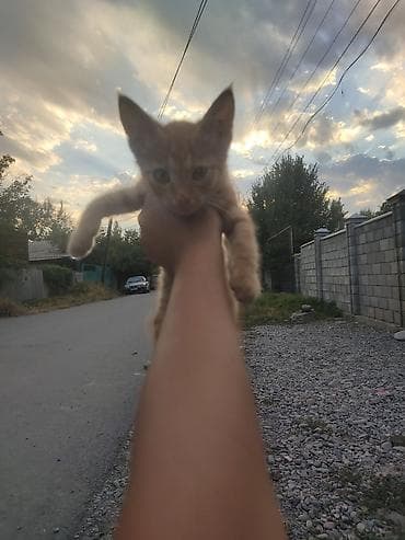 черепаховая кошка: 2 месяца, Мальчик — 2