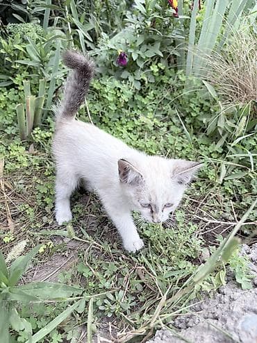 отдаю кота: Отдам котят в добрые руки, в семью без детей — 4