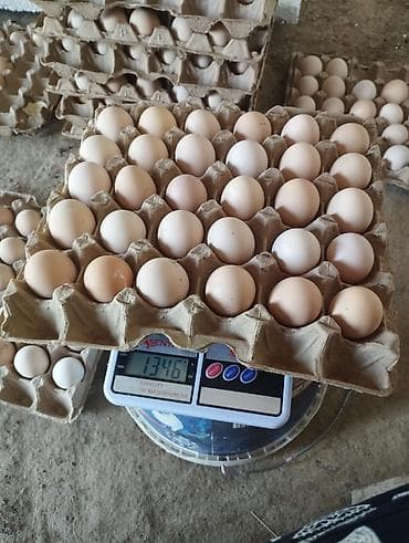 Продукты питания: Куриные яйца в лотках - Белые и кремовые, стандартный куриный размер — 3