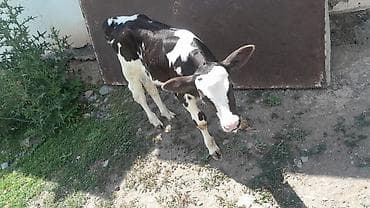 Животные: Продаю | Музоо, торпок | Голштин | Для молока — 3