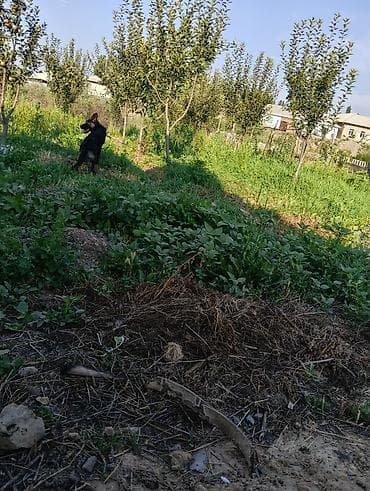 Саженцы плодовых деревьев для сада - Молодые деревья с правильной