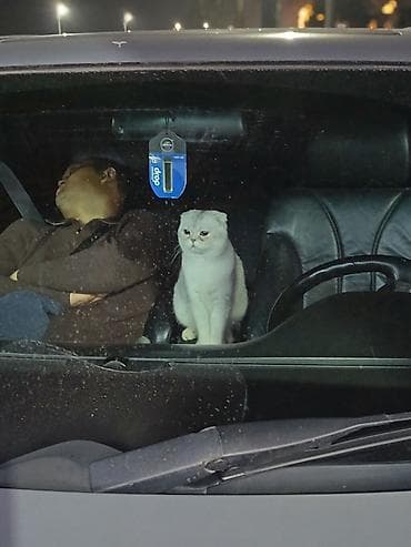 кошки даром ош: Шотландская вислоухая кошка (Scottish Fold) - Окрас: серебристо-белый — 1