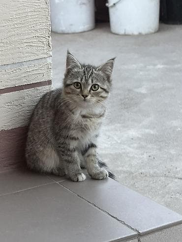Отдам котят в добрые и ответственные руки! 🐱 Ищу любящих хозяев для — 2
