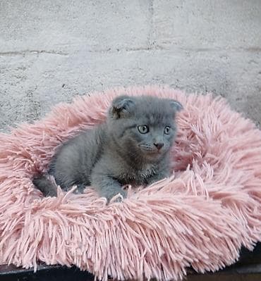 шатландские кошки: Скотиш Фолд (Шотландская вислоухая), 2 месяца, Мальчик, Голубой, Приучена к лотку — 5