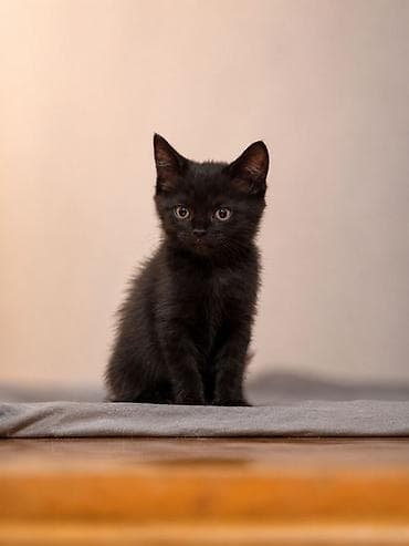 Животные: 🐾 Британские котята готовы к переезду! 🏡 Предлагаются очаровательные — 4