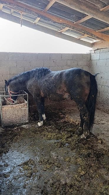 мейн кун кошки: Продаю | Конь (самец) — 2