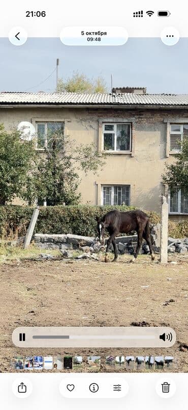 сколько стоит немецкая овчарка в бишкеке: Продаю | Кобыла (самка) | Для разведения — 6