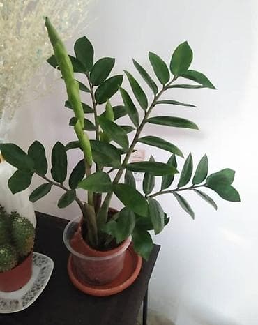 Комнатные растения в горшках:. 1) Замиокулькас (Zamioculcas