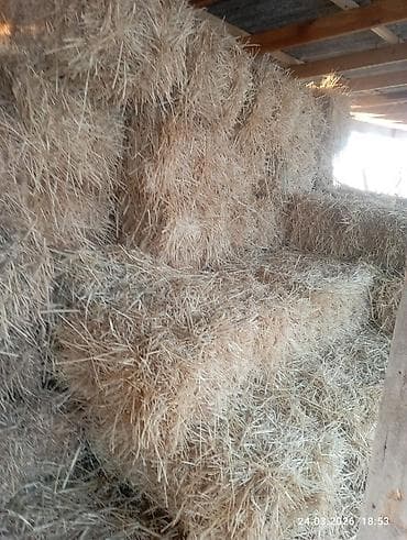 кепер арык: Солома в тюках. - Культура: пшеничная/ячменная солома (длинная резка — 2