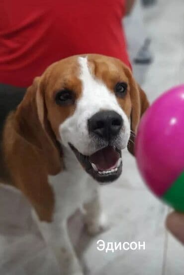 Услуги ветеринара: Предлагаются услуги гостиницы для собак, обеспечивающие комфортное и — 7