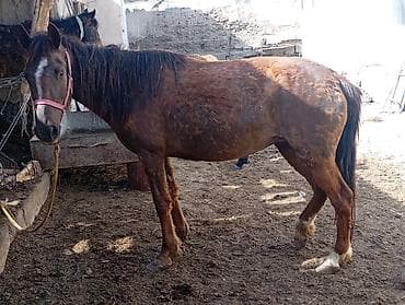 ит атаар: Сатам | Бээ (ургаачы) — 2