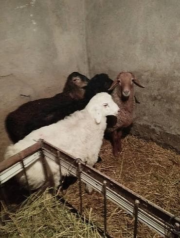 кой овца: Продаю | Овца (самка) | Для разведения | Матка — 3